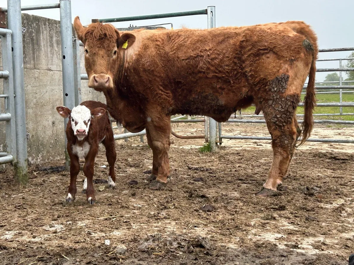 Second calved cow and calf - Image 3