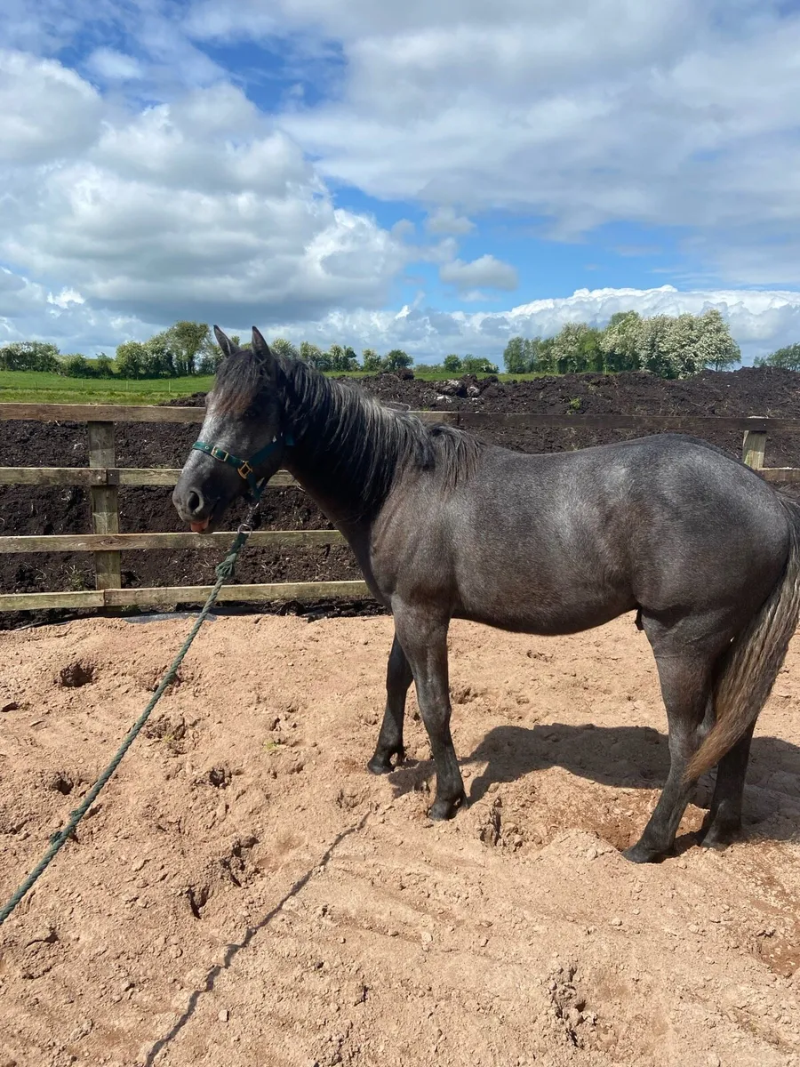 Yearling colt - Image 4