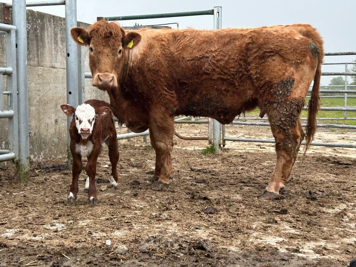 Second calved cow and calf - Image 4