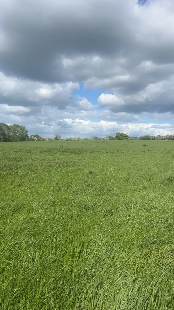 Silage meadow - Image 4