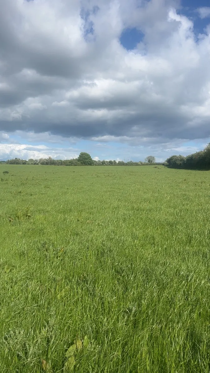 Silage meadow - Image 3