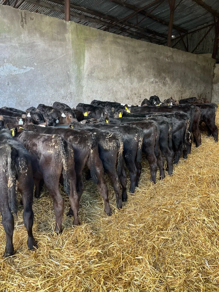 40 reared Angus heifers - Image 4