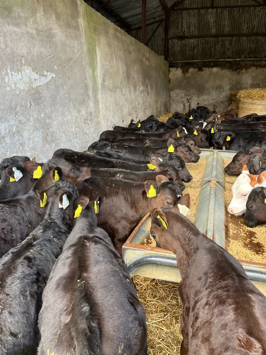 40 reared Angus heifers - Image 1