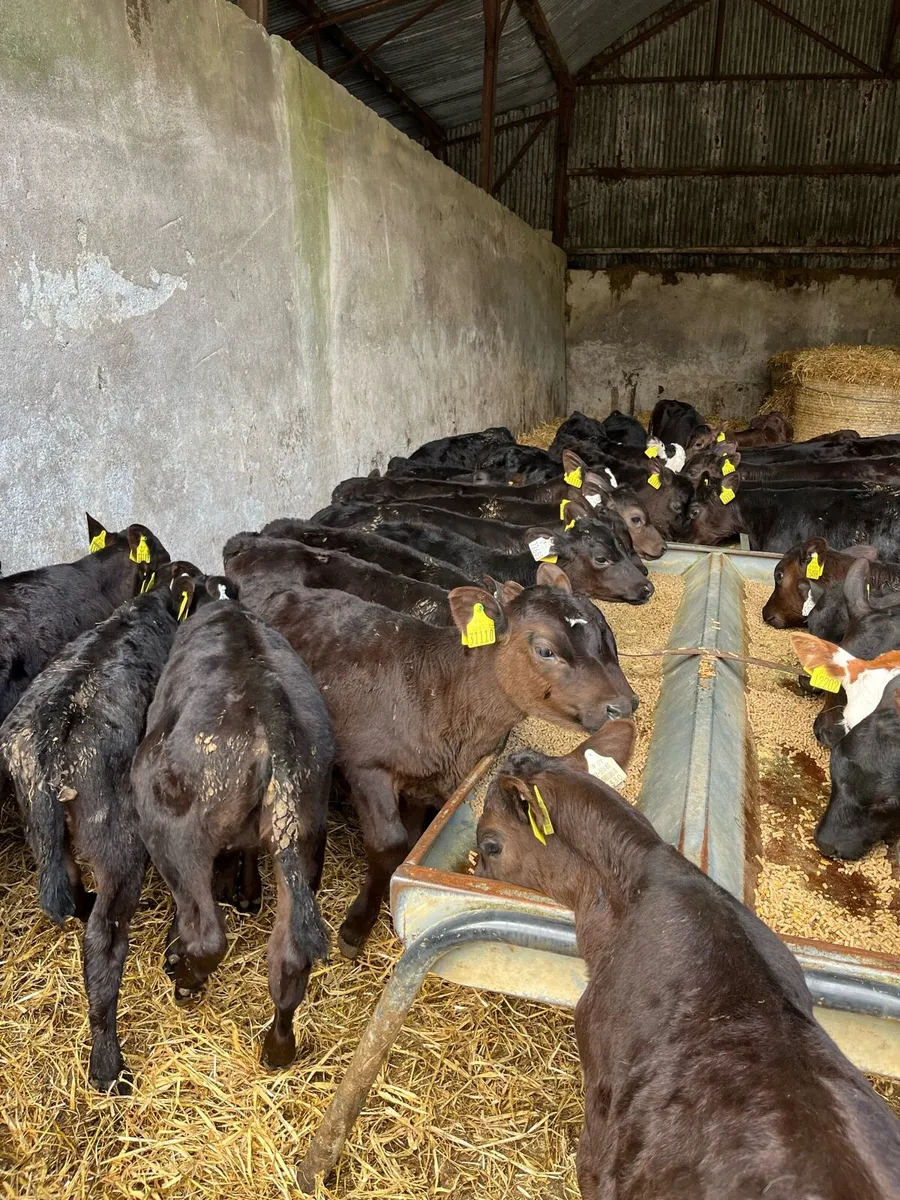 40 reared Angus heifers - Image 2