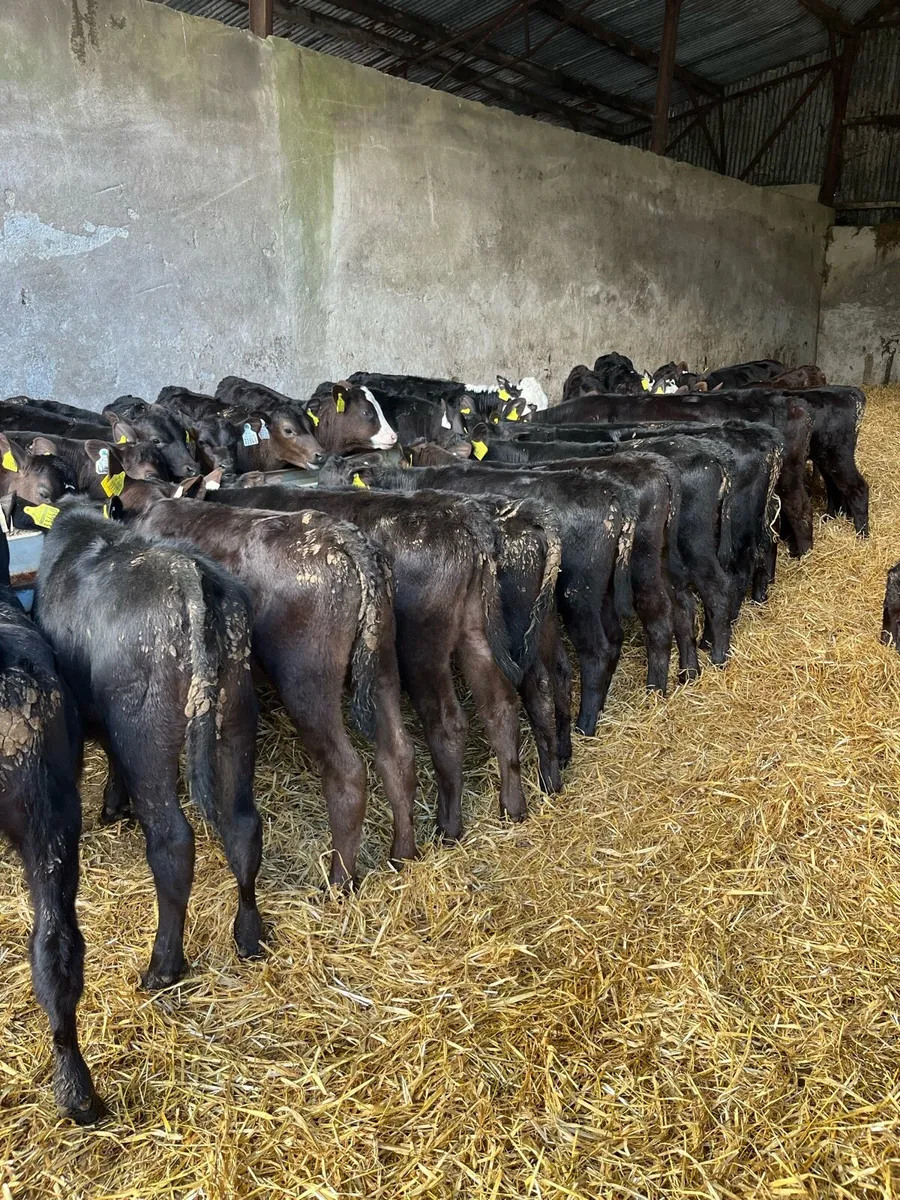 40 reared Angus heifers - Image 3