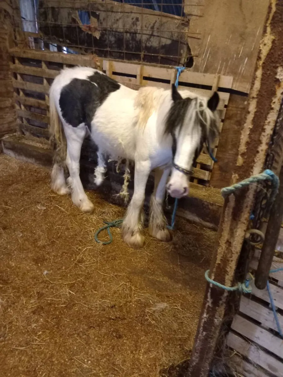 Yearling filly to finish 14.3hh...will be heavy - Image 2