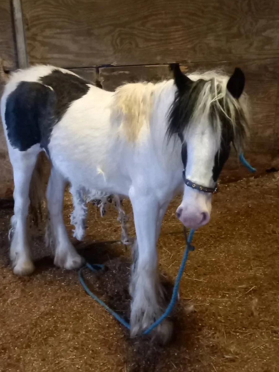 Yearling filly to finish 14.3hh...will be heavy - Image 3