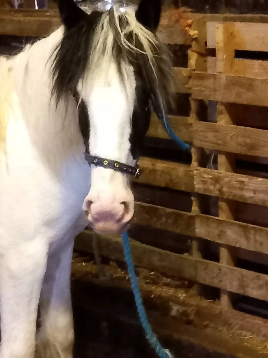 Yearling filly to finish 14.3hh...will be heavy - Image 1