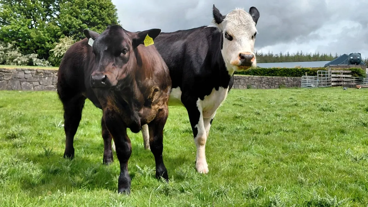 Show heifer - Image 2