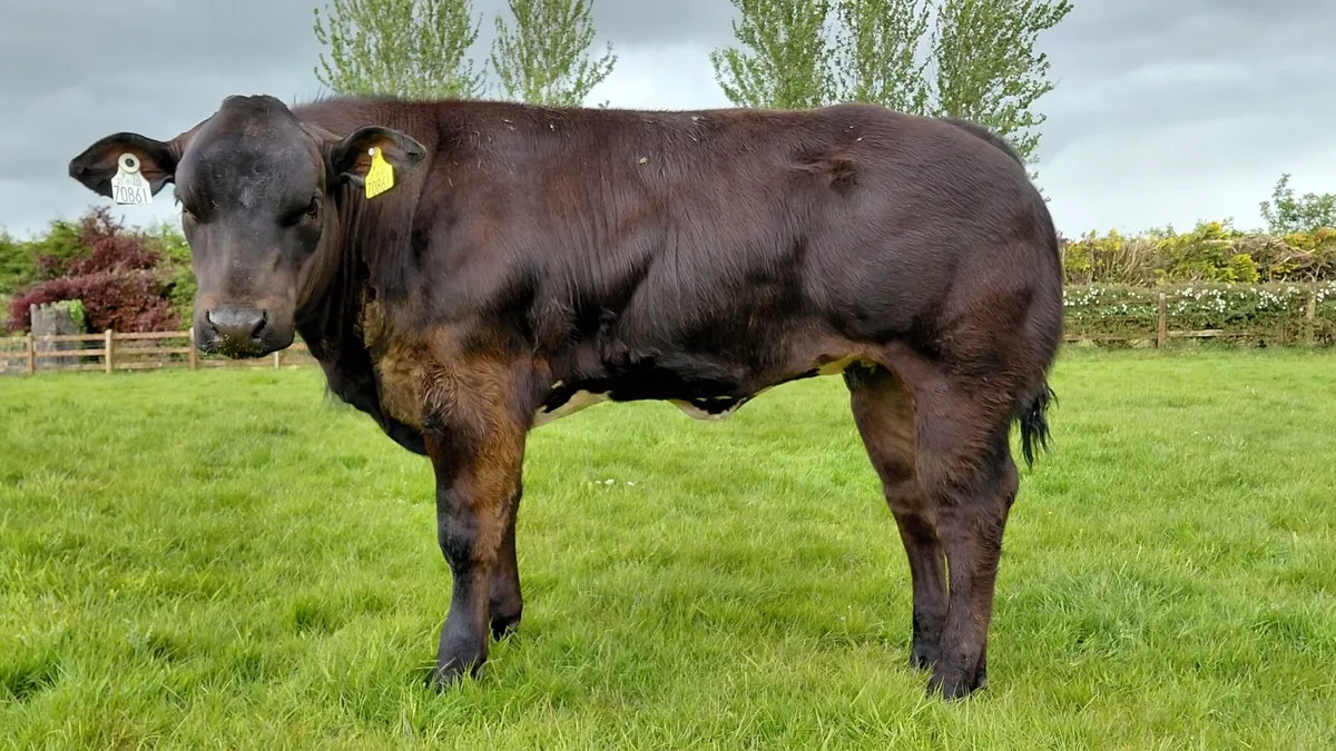 Show heifer - Image 1