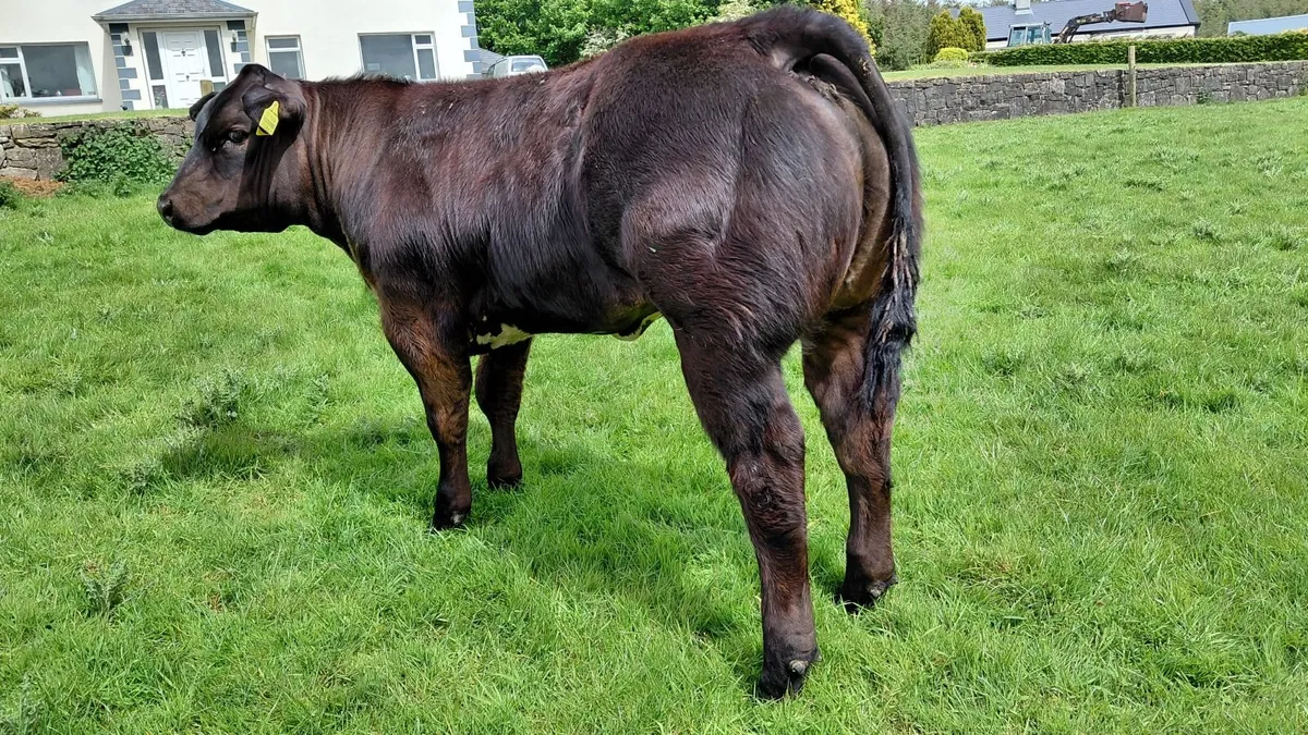 Show heifer - Image 3
