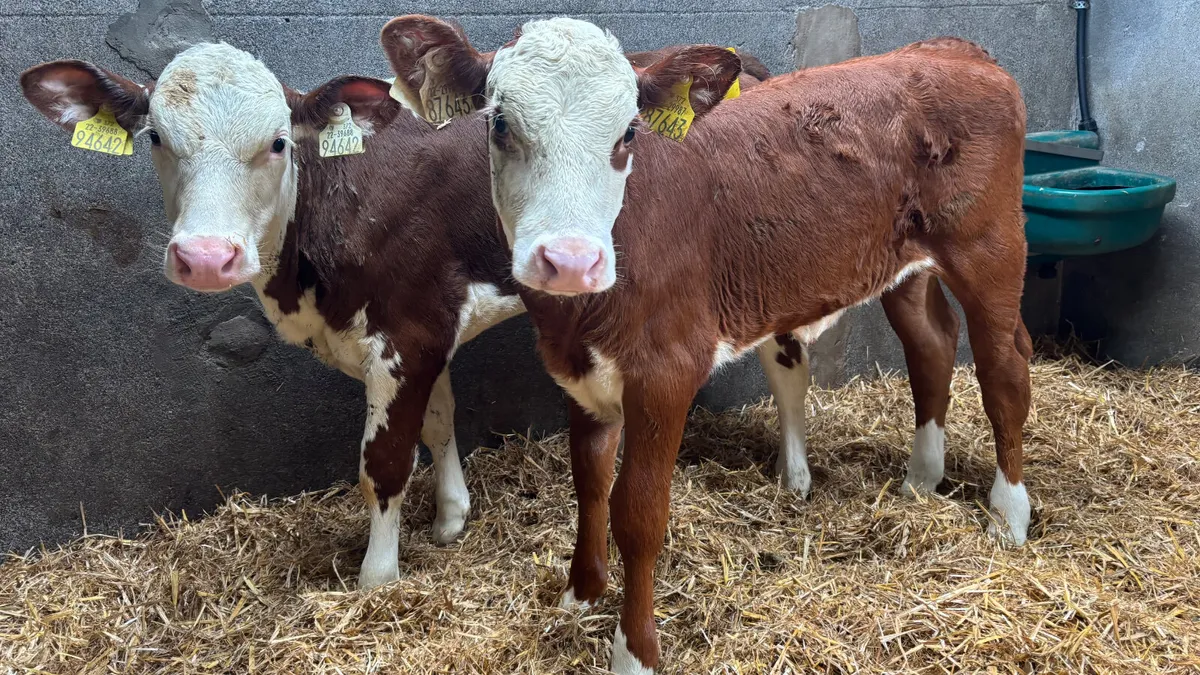 2 Red White Head Heifer Runners - Image 1