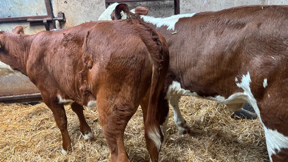 2 Red White Head Heifer Runners - Image 2