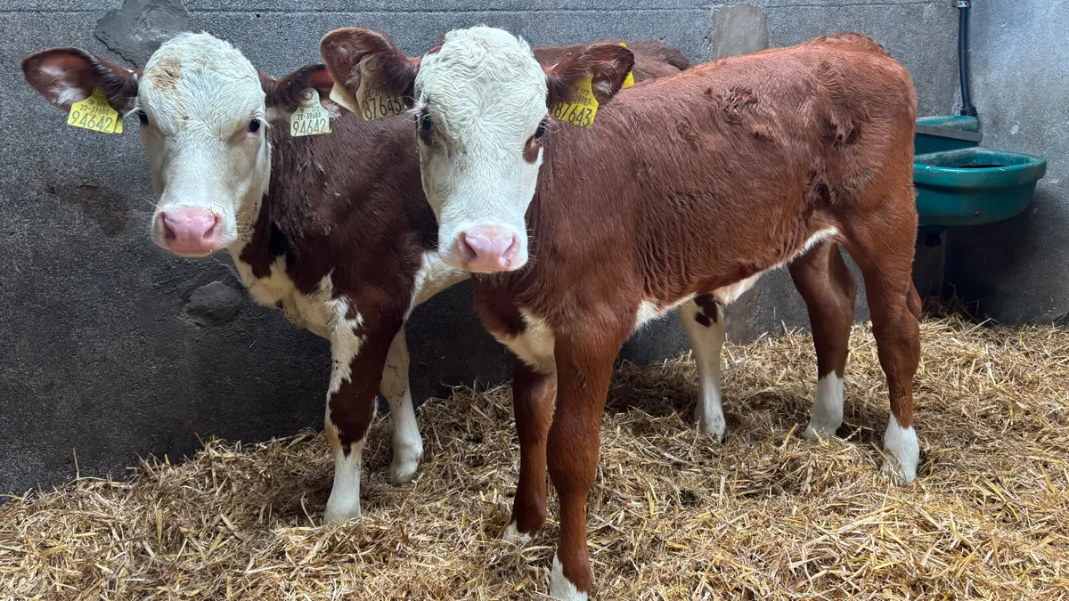 2 Red White Head Heifer Runners - Image 4
