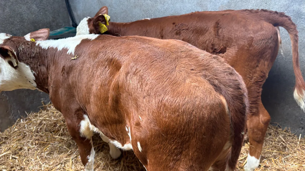 2 Red White Head Heifer Runners - Image 3