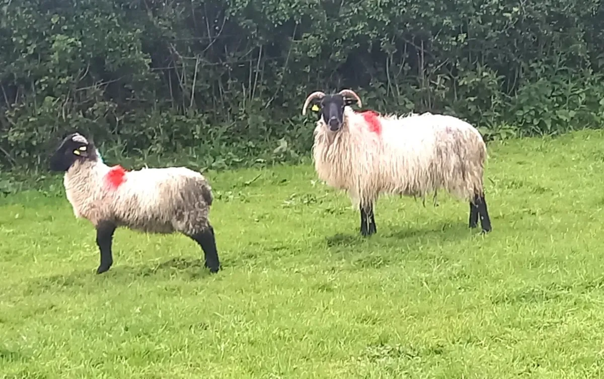 EWES  AND  LAMBS - Image 2