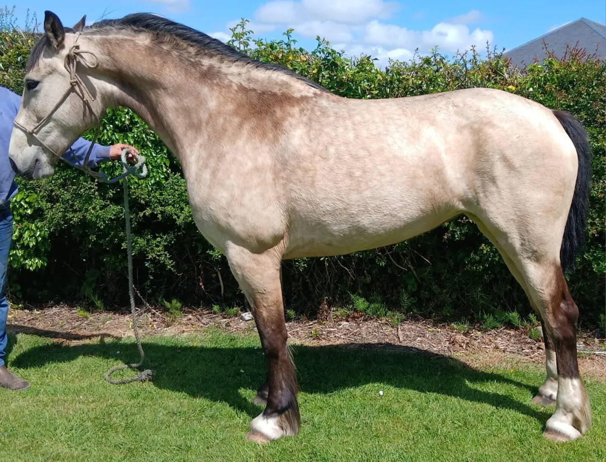 15.1 Dun 4 year old - Image 2