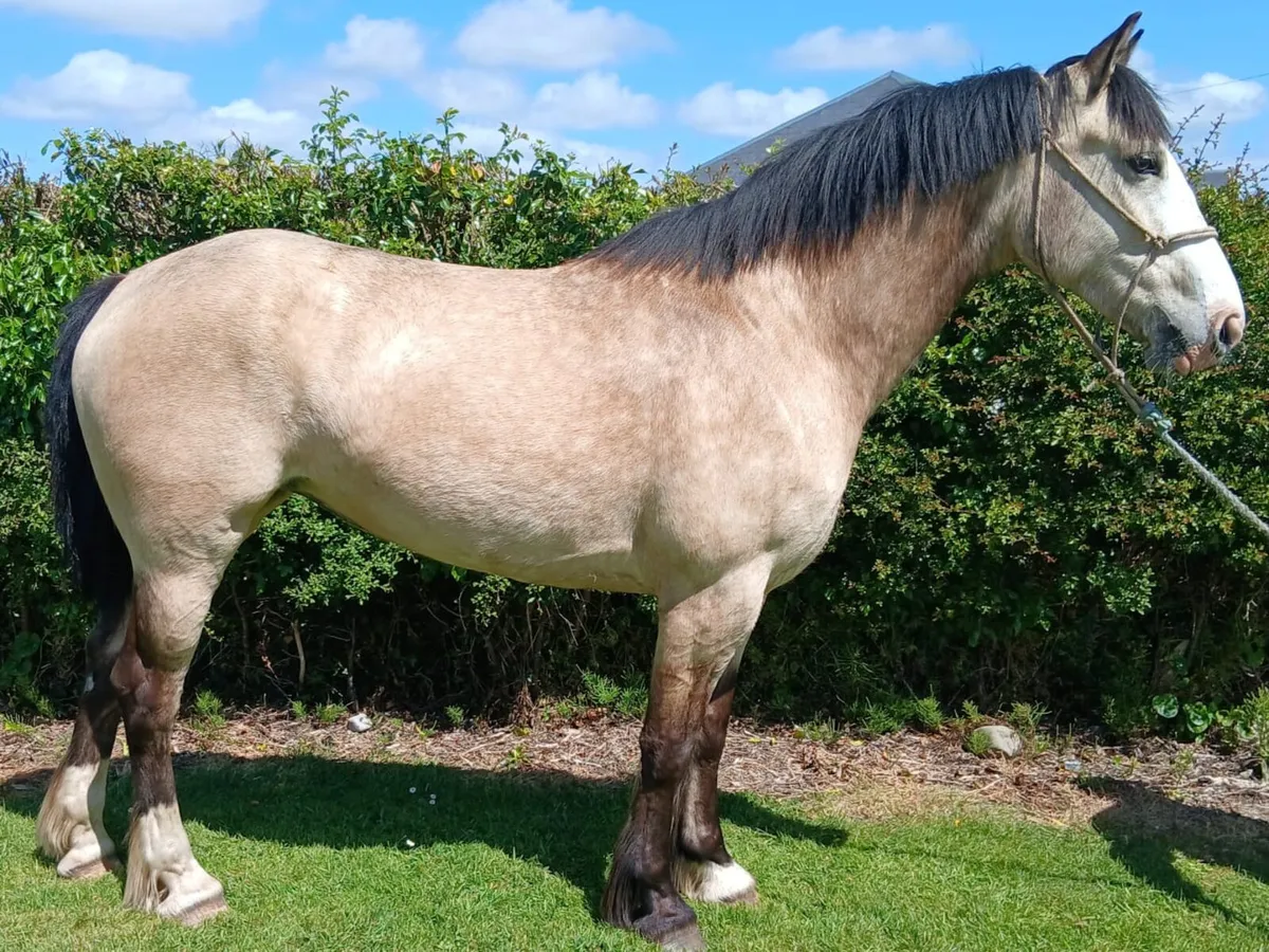 15.1 Dun 4 year old - Image 1