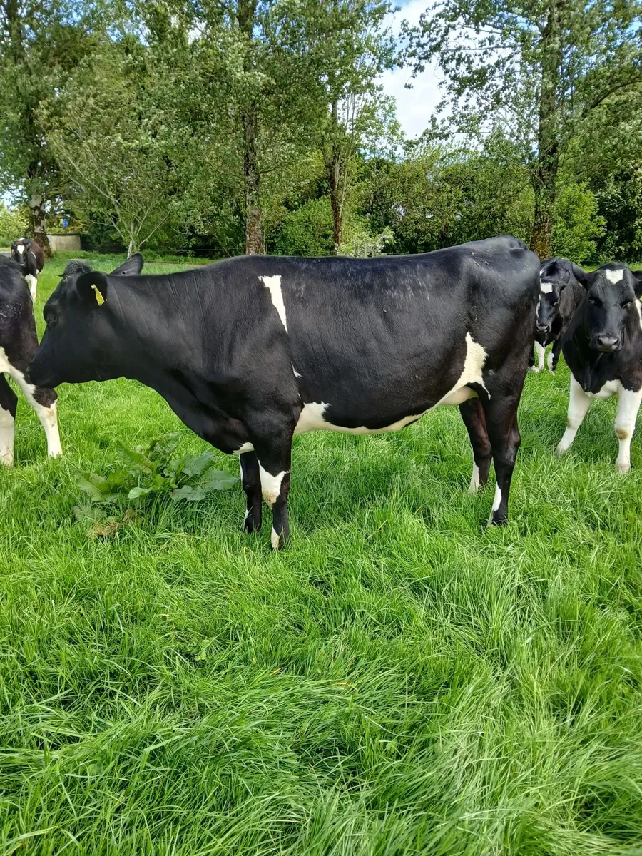Incalf Heifer