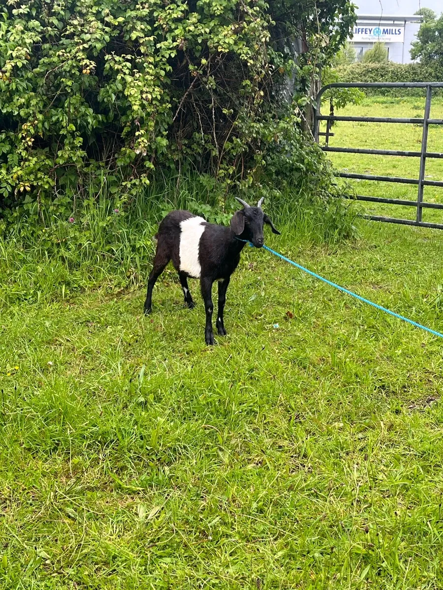 Goats - Image 1