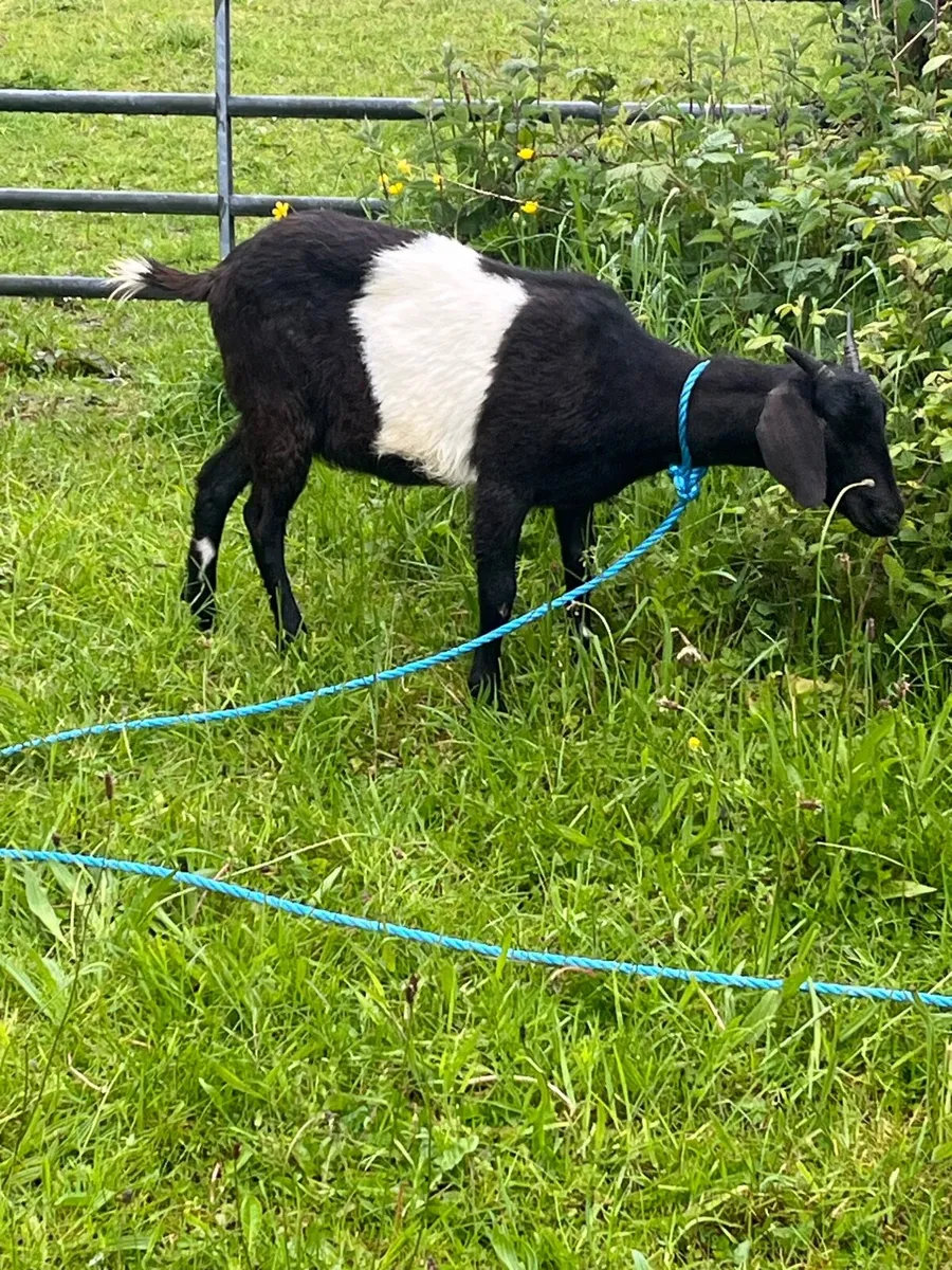 Goats - Image 2