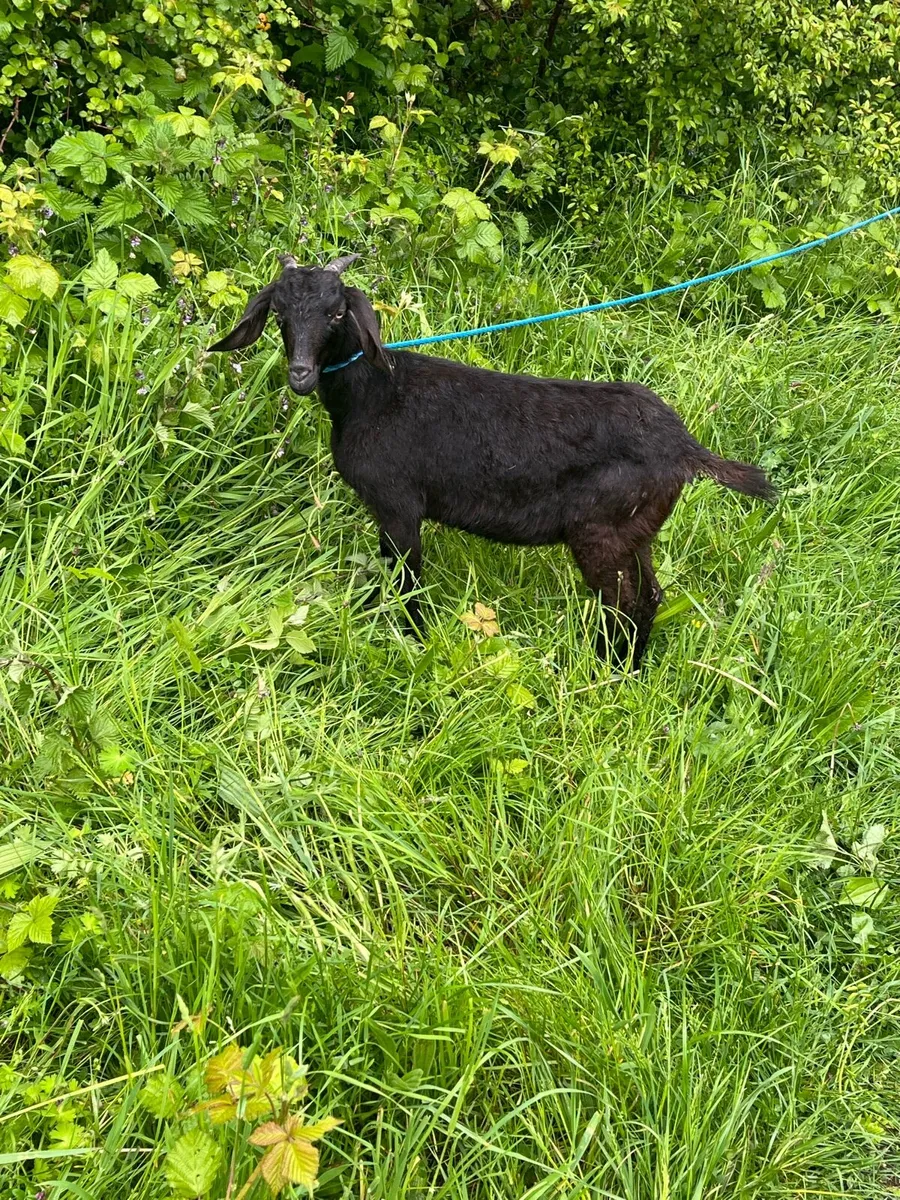 Goats - Image 3