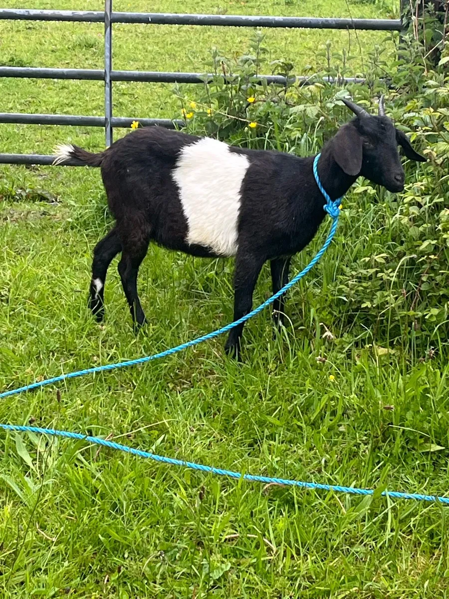 Goats - Image 4