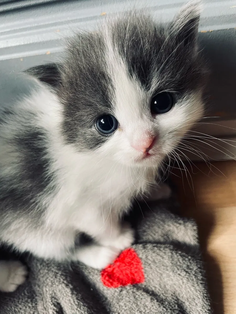 Kittens - Image 1