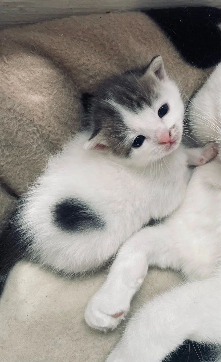 Kittens - Image 2