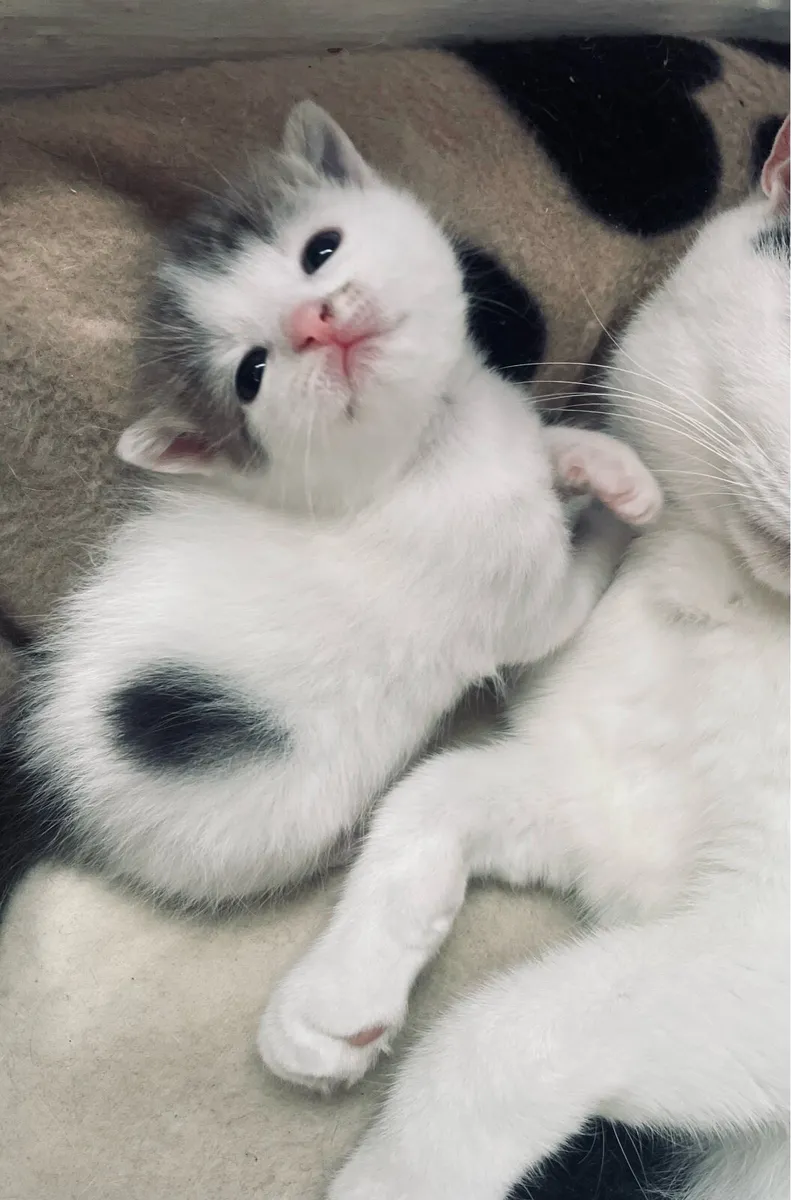 Kittens - Image 3
