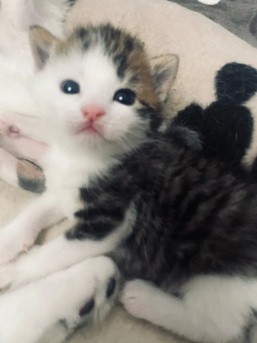 Kittens - Image 4
