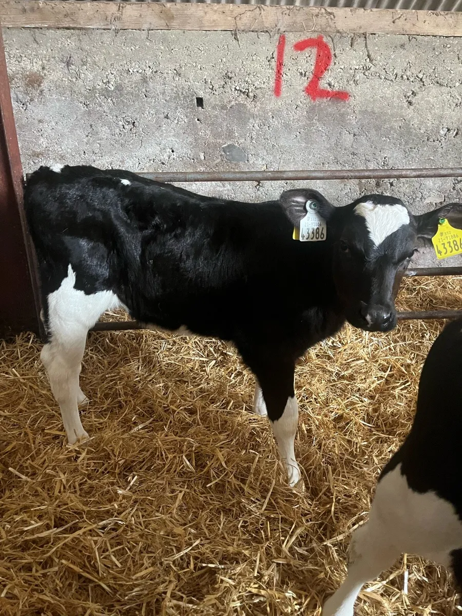 Fresian heifer calves - Image 1