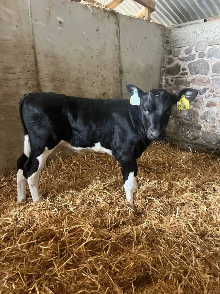 Fresian heifer calves - Image 2