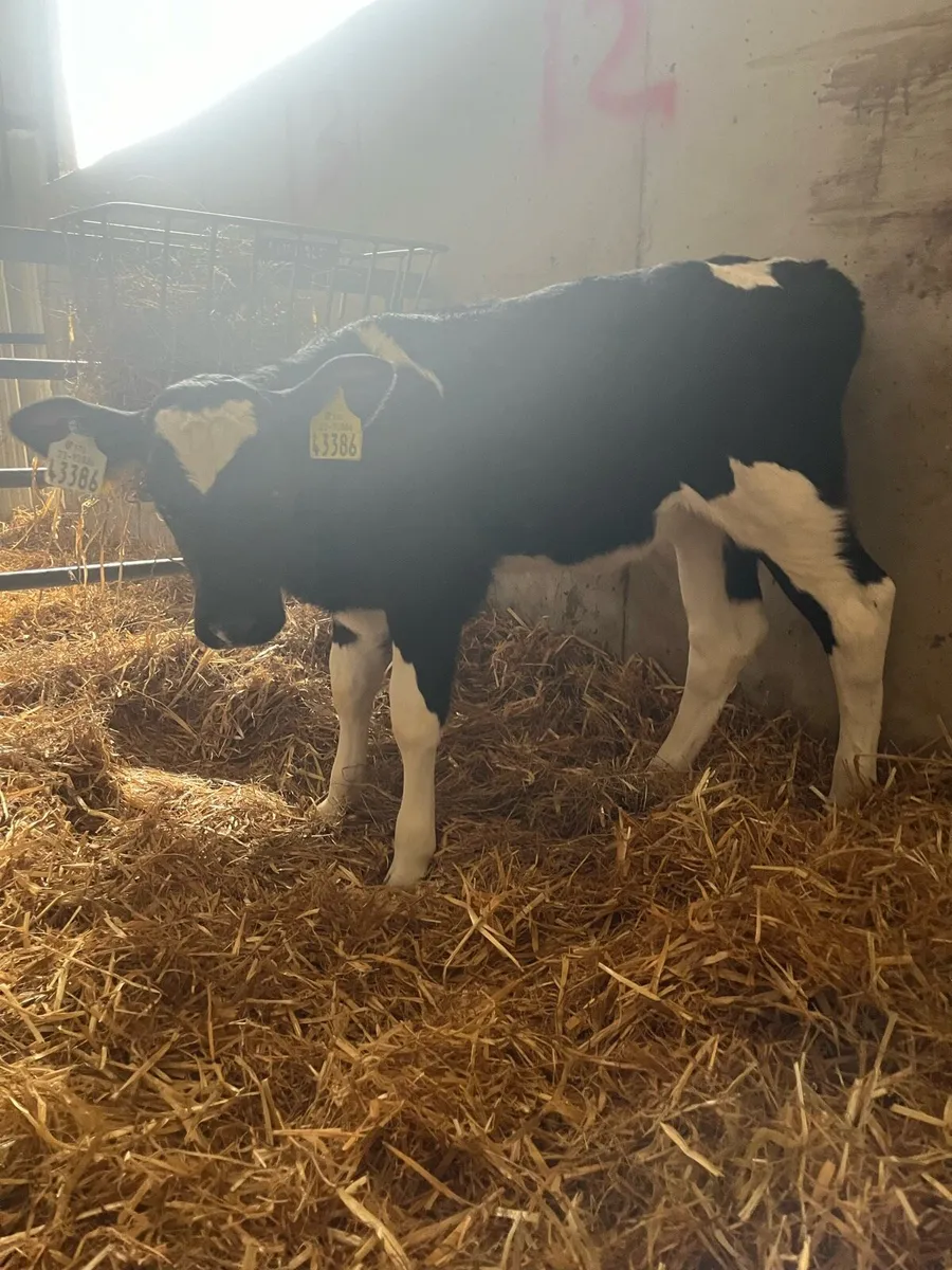 Fresian heifer calves - Image 3