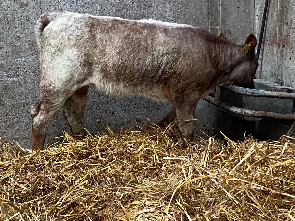 Roan SH Heifer from a Limousine Cow - Image 2