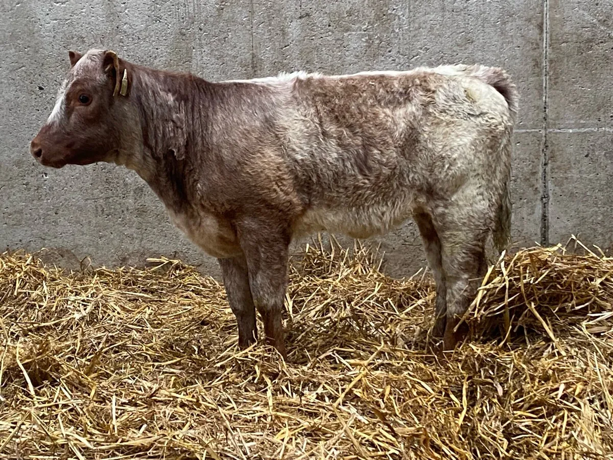 Roan SH Heifer from a Limousine Cow - Image 3