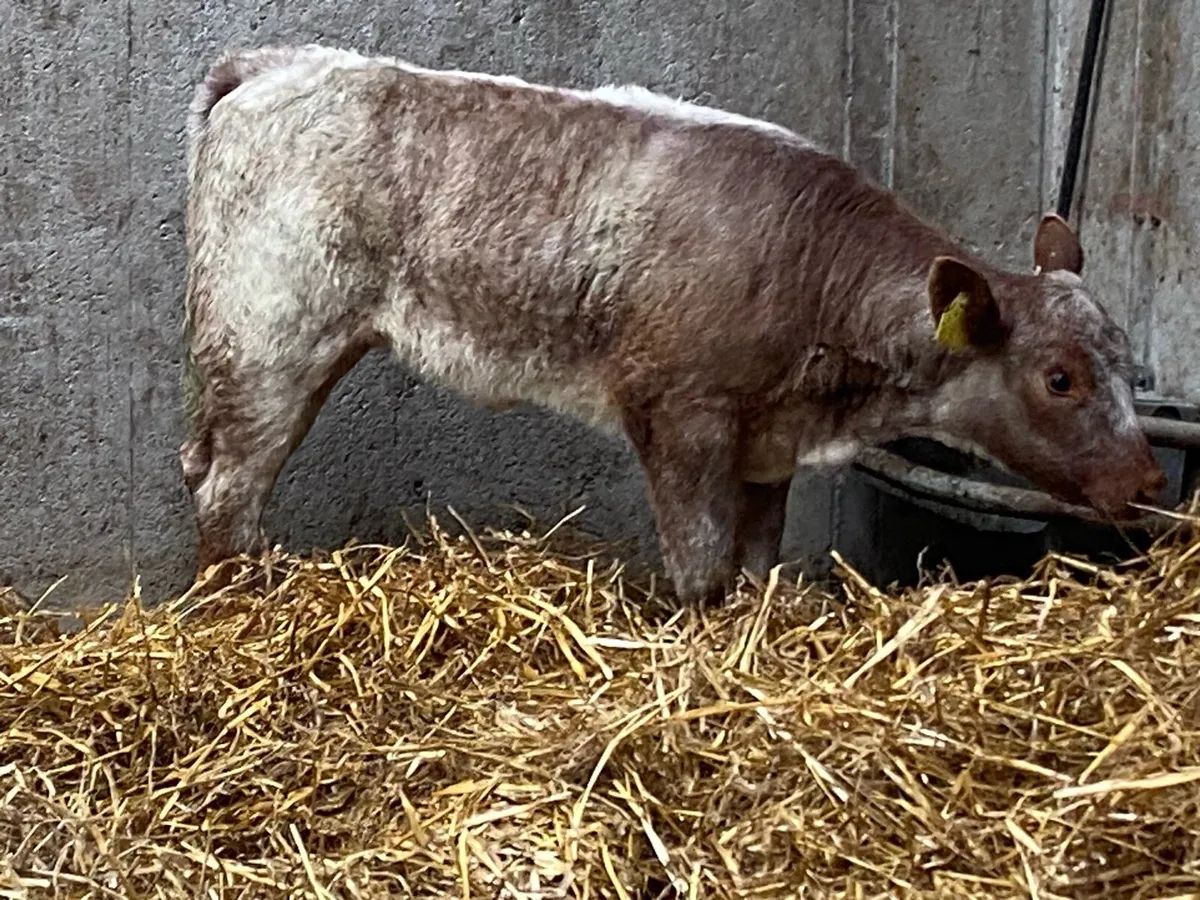 Roan SH Heifer from a Limousine Cow - Image 4