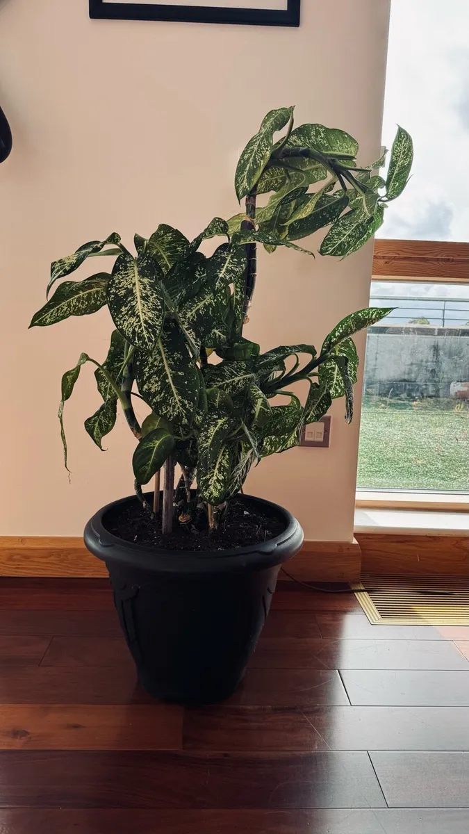 Dieffenbachia - Image 2