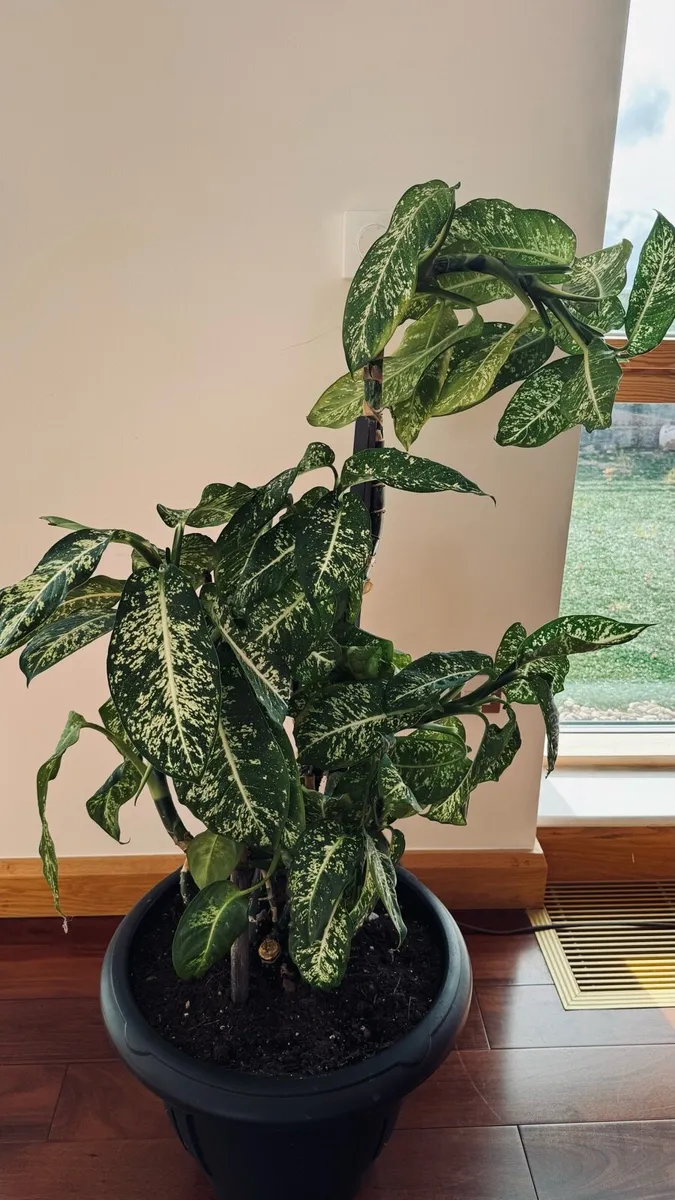 Dieffenbachia - Image 1