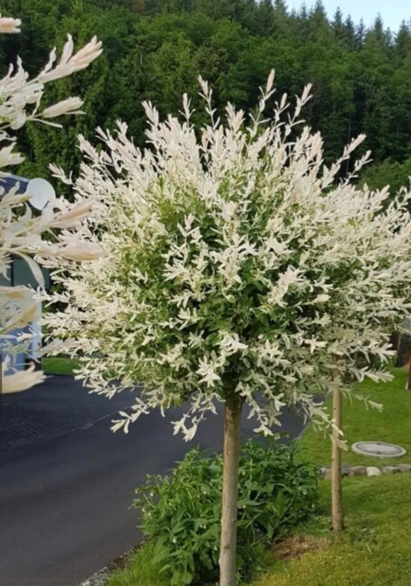 Mini Flamingo tree (Salix hakuro nishiki) - Image 3