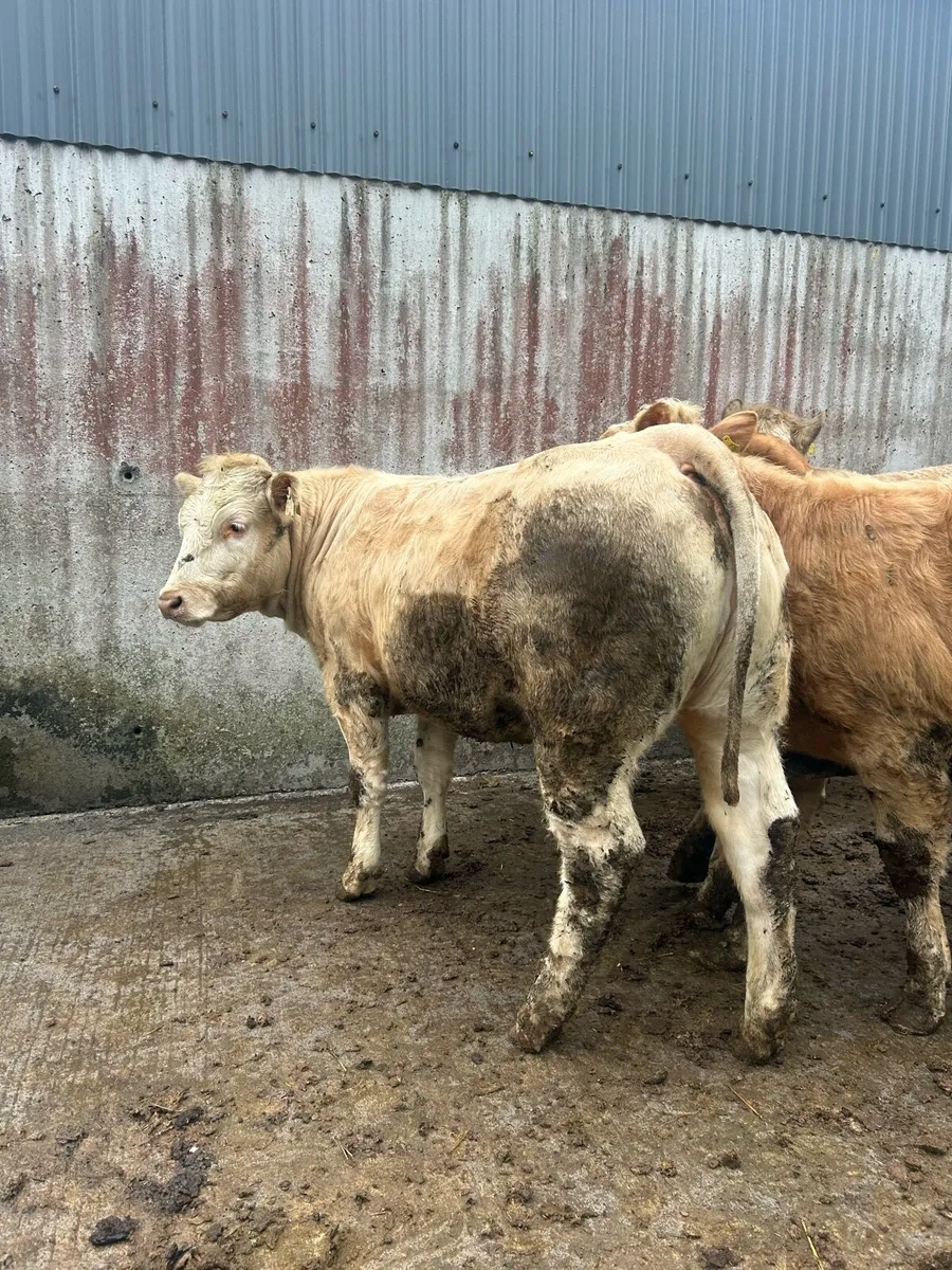 Charolais heifers - Image 1
