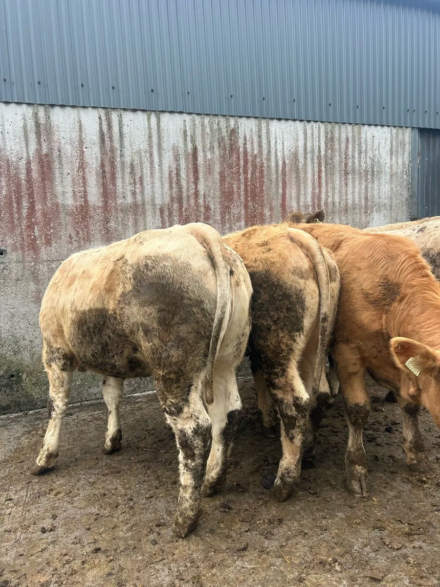 Charolais heifers - Image 2