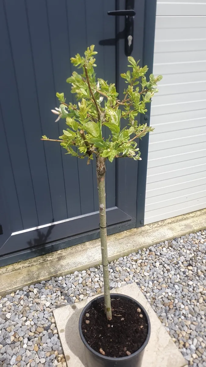 Mini Flamingo tree (Salix hakuro nishiki) - Image 1