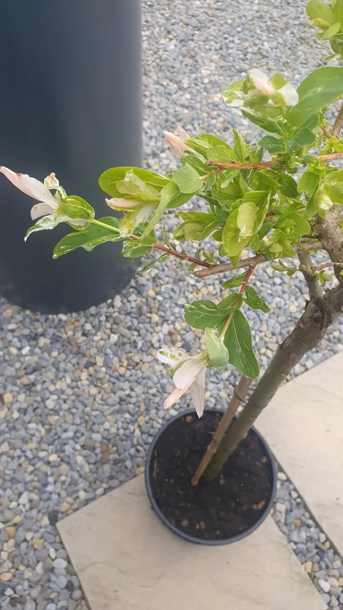 Mini Flamingo tree (Salix hakuro nishiki) - Image 2