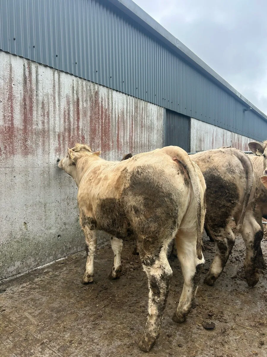 Charolais heifers - Image 3