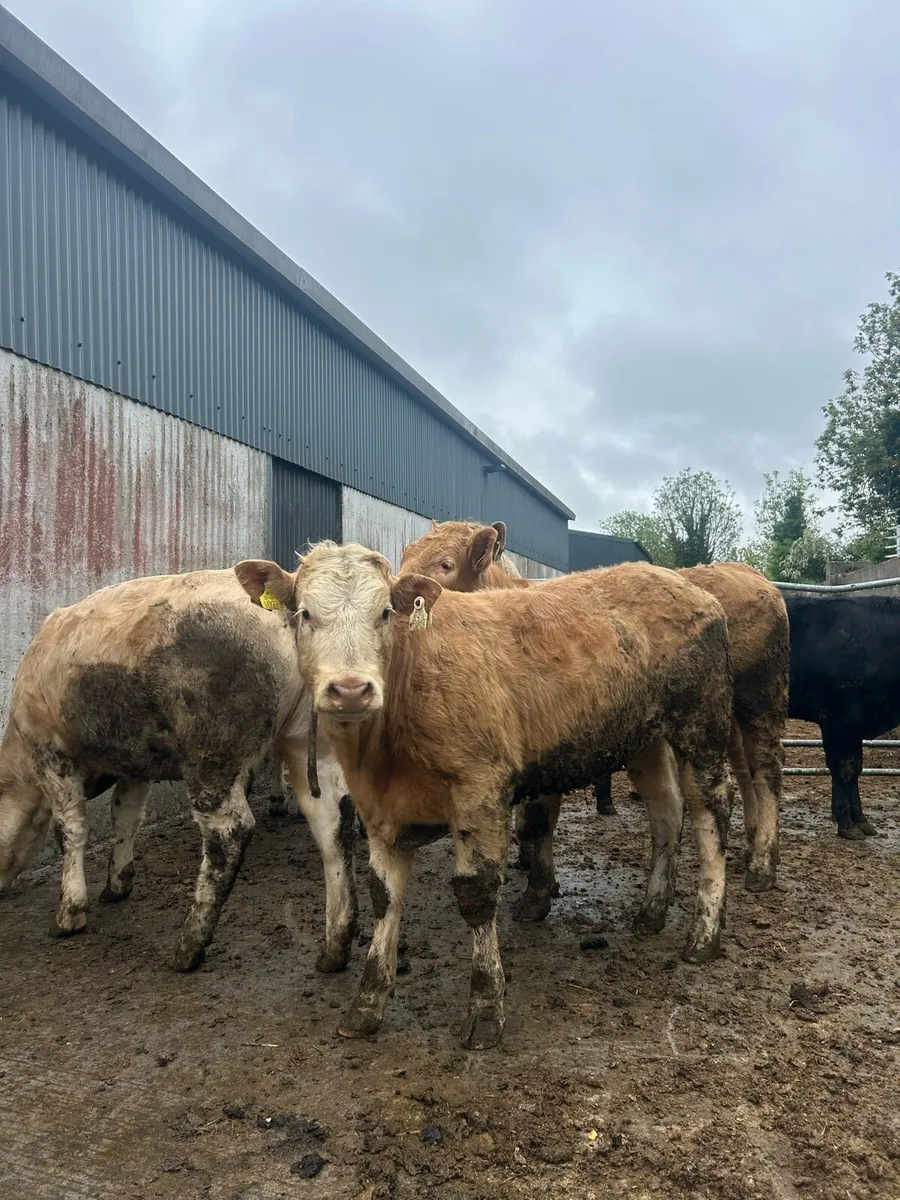 Charolais heifers - Image 4