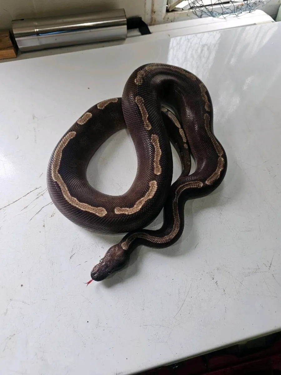 Ball python - Image 1