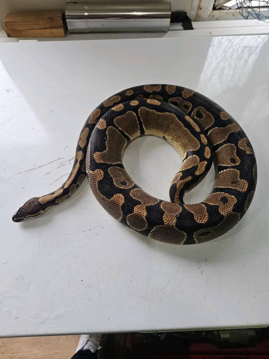 Ball python - Image 2
