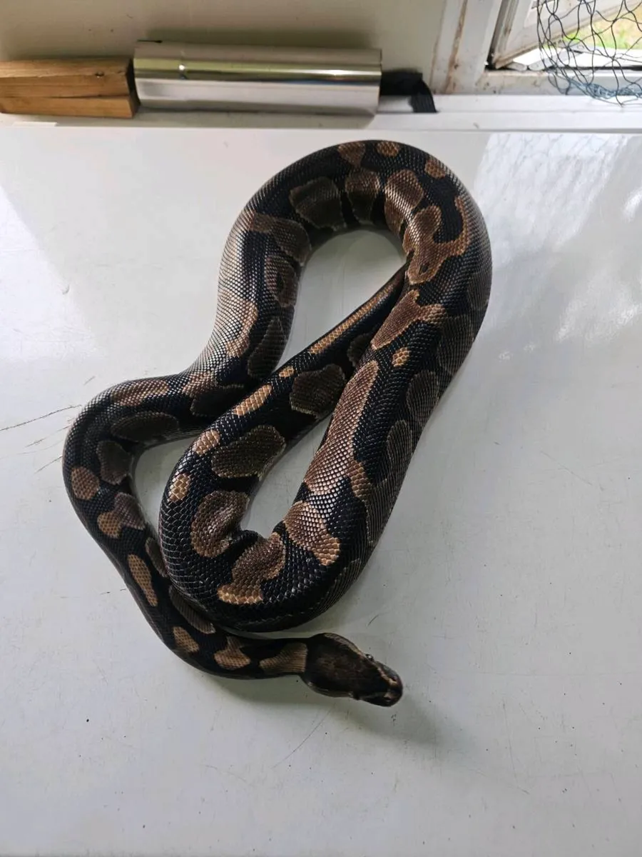 Ball python - Image 3