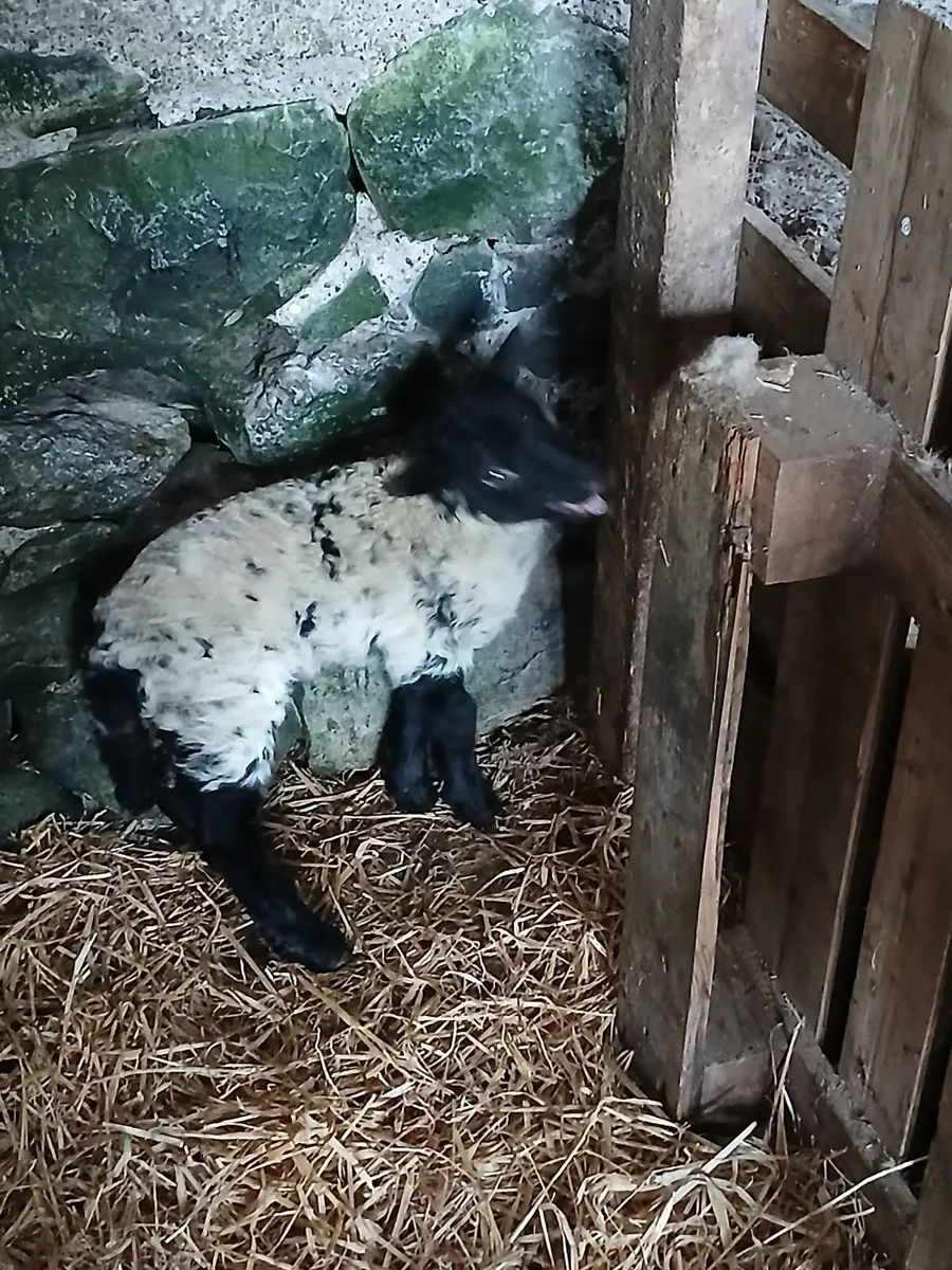Lamb - Image 1